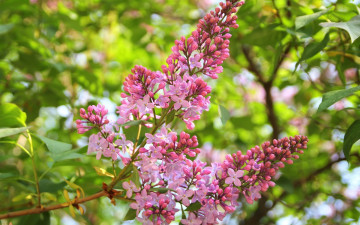 Картинка цветы сирень ветка