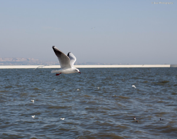 Обои картинки фото животные, Чайки, бакланы, крачки, обои, птицы