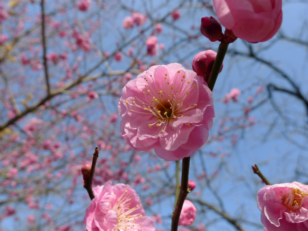 Обои картинки фото цветы, сакура, вишня, ветка