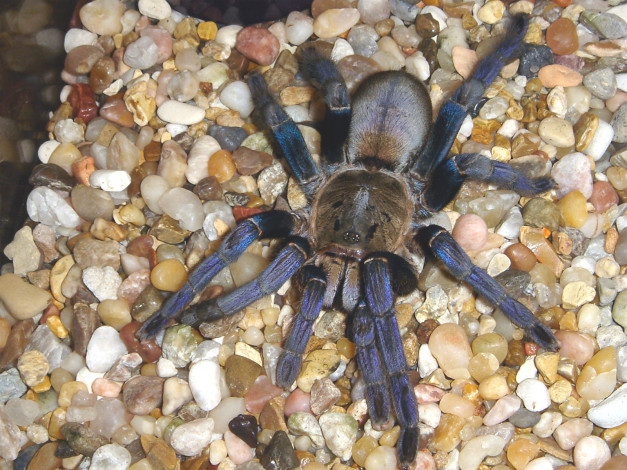 Обои картинки фото животные, пауки, камушки