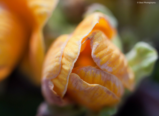 Обои картинки фото цветы, примулы, примула, макро