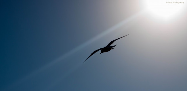 Обои картинки фото животные, Чайки, бакланы, крачки, обои, птицы