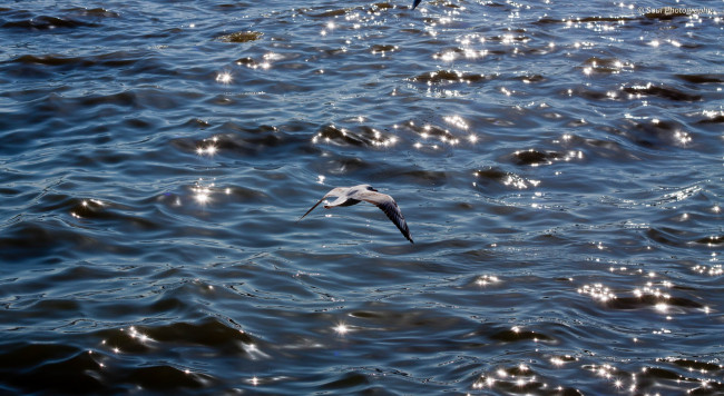 Обои картинки фото животные, Чайки, бакланы, крачки, птицы, чайка, море, солнце