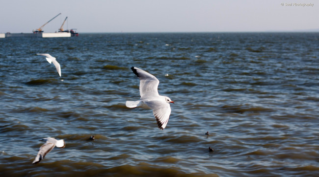 Обои картинки фото животные, Чайки, бакланы, крачки, обои, птицы