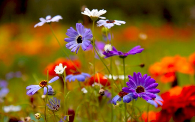 Обои картинки фото цветы, разные, вместе, фиолетовый, красный