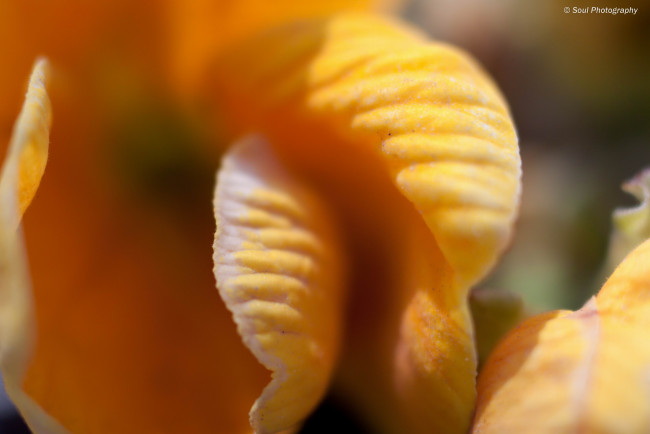 Обои картинки фото цветы, примулы, обои, макро, примула