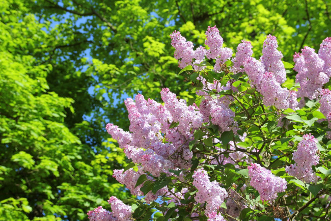 Обои картинки фото цветы, сирень, куст, весна