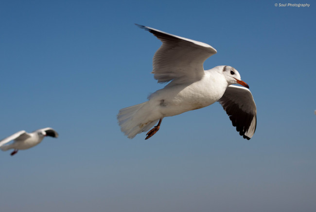 Обои картинки фото животные, Чайки, бакланы, крачки, обои, птицы