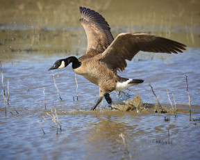 Картинка животные гуси канадский гусь