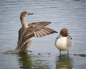 Картинка животные утки вода