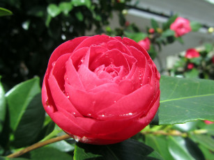 Картинка цветы камелии роса утро пион весна