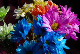 Картинка цветы хризантемы много ромашки