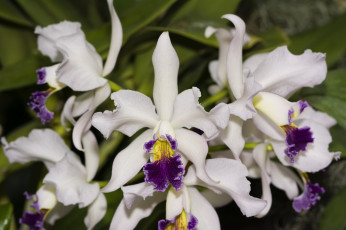 Картинка цветы орхидеи экзотика