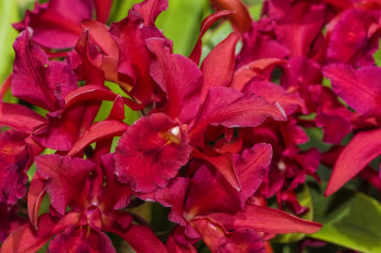 Картинка цветы орхидеи экзотика