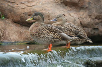 Картинка животные утки вода