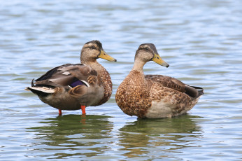 Картинка животные утки вода