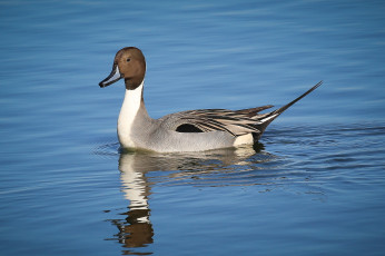 Картинка животные утки вода утка