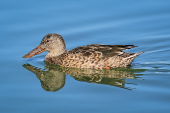 Картинка животные утки вода утка