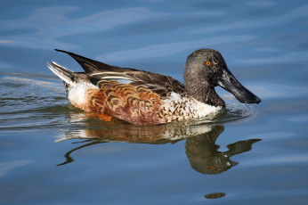 Картинка животные утки вода утка
