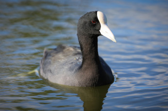 Картинка животные утки вода утка