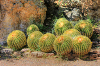 обоя цветы, кактусы, пустыня, скалы