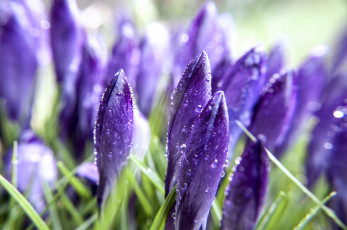 Картинка цветы крокусы весна роса утро
