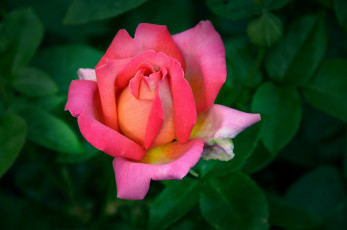 Картинка цветы розы бутон