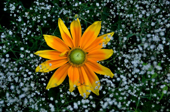 Картинка цветы рудбекия макро