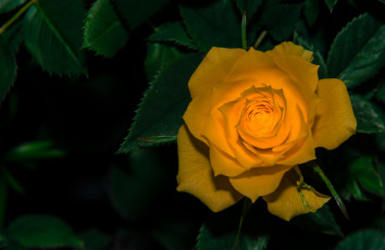 Картинка цветы розы роза оранжевая