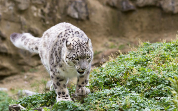 Картинка животные снежный+барс+ ирбис трава кошка снежный барс