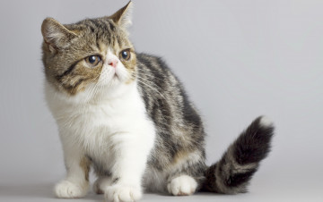 Картинка животные коты фон взгляд кошка