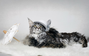 Картинка животные коты кошка взгляд фон