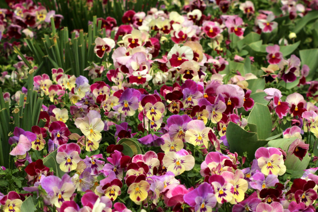 Обои картинки фото цветы, анютины глазки , садовые фиалки, красота