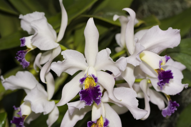 Обои картинки фото цветы, орхидеи, экзотика