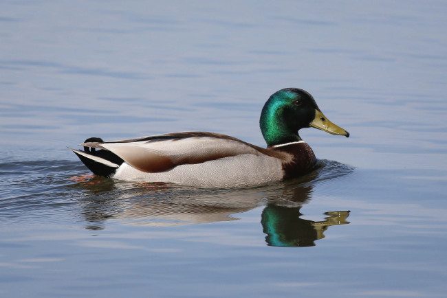 Обои картинки фото животные, утки, вода, утка