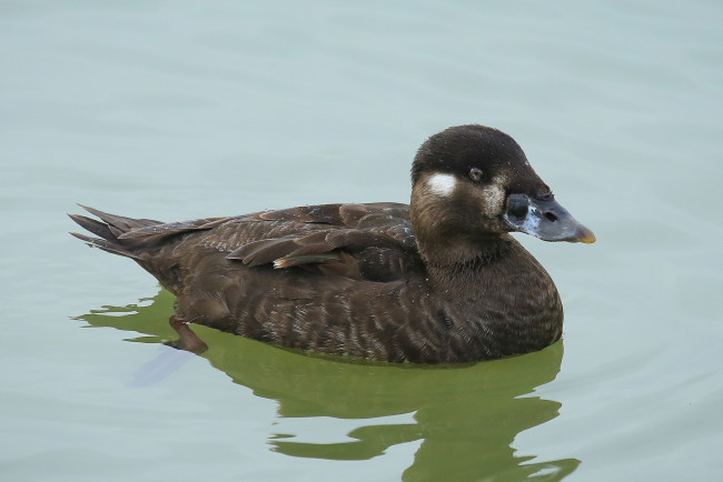 Обои картинки фото животные, утки, вода, утка