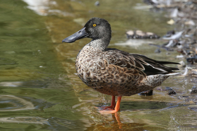 Обои картинки фото животные, утки, вода, утка