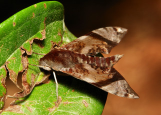 Картинка животные бабочки +мотыльки +моли крылья бабочка макро itchydogimages