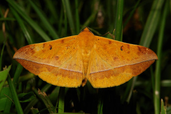 Картинка животные бабочки +мотыльки +моли мотылёк моль макро itchydogimages