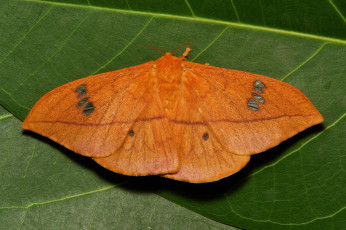 Картинка животные бабочки +мотыльки +моли макро itchydogimages мотылёк насекомое