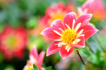 Картинка цветы георгины макро георгина цветок