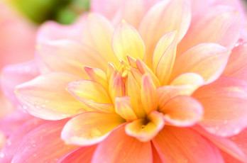 обоя цветы, георгины, макро, георгина, цветок