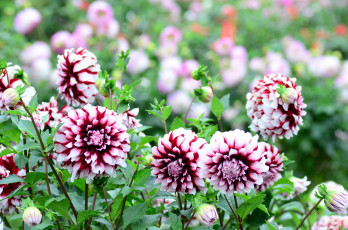 Картинка цветы георгины пёстрые