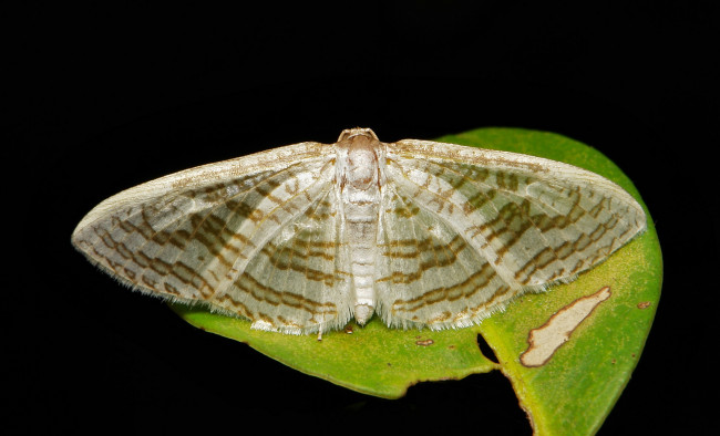 Обои картинки фото животные, бабочки,  мотыльки,  моли, усики, крылья, моль, макро, узор, itchydogimages