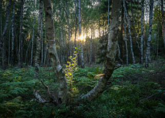 Картинка природа лес деревья
