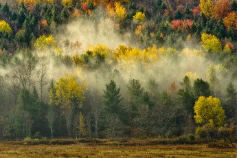 Картинка природа лес деревья