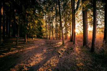 Картинка природа лес деревья