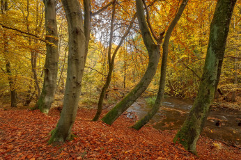 Картинка природа лес деревья