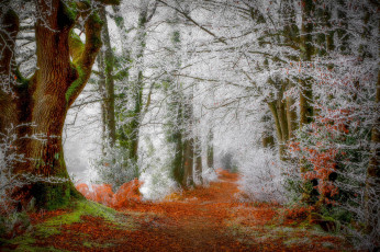 Картинка природа лес осень