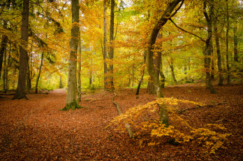 Картинка природа лес деревья